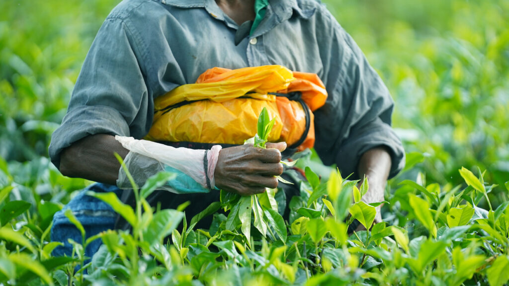 Tea picking by women in Gall, Sri Lanka / [Dinuka Gunawardana /Xposure]
