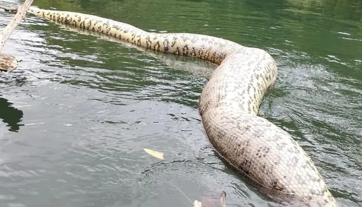 Fury as world's largest snake 'Ana Julia' that was 26ft long & as heavy as a sumo wrestler is SHOT DEAD 