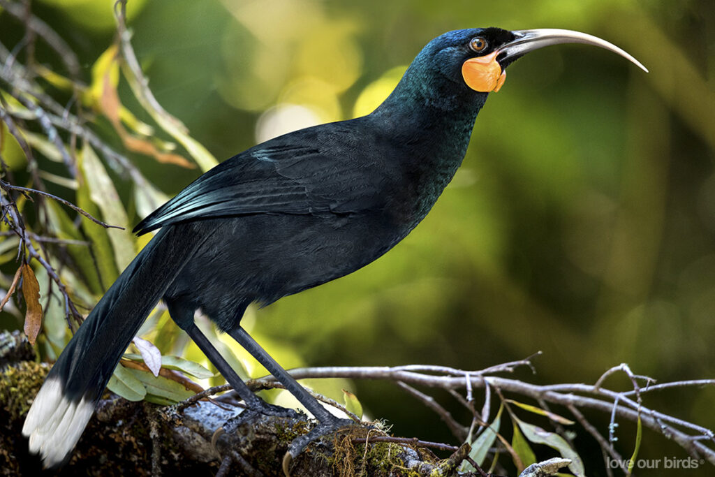 1907, news, global, world record, xposure කුරුළු පිහාටුවක්, huia, මවෝරි ජනතාව,