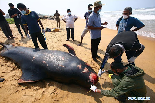 මාතර, තල්මස් සිරුර, ගොඩඋඩ වෙරළතීරය, Srilanka, news, socail, whale